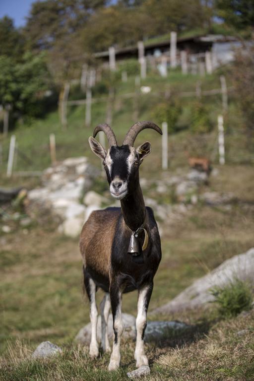 Agriturismo Da Attilio Cannobio Esterno foto
